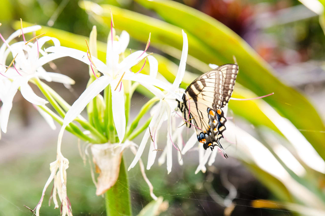 How to give CBD to your pet in 6 simple ways