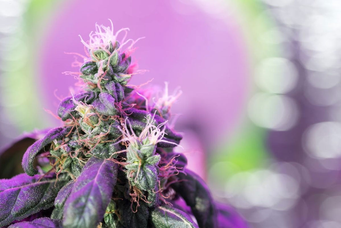 How Do We Make Our Products?